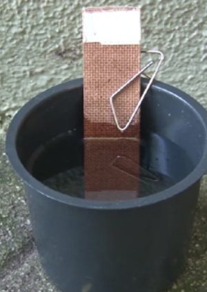 Bauru terá 450 armadilhas contra dengue